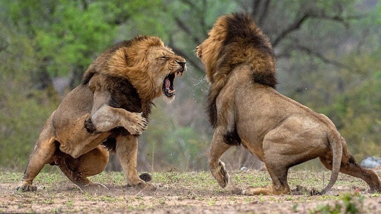 Лев драка