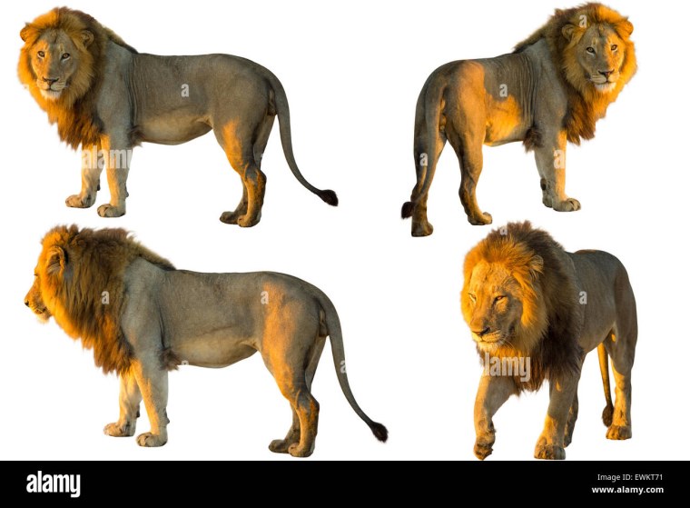 Лев вид сбоку