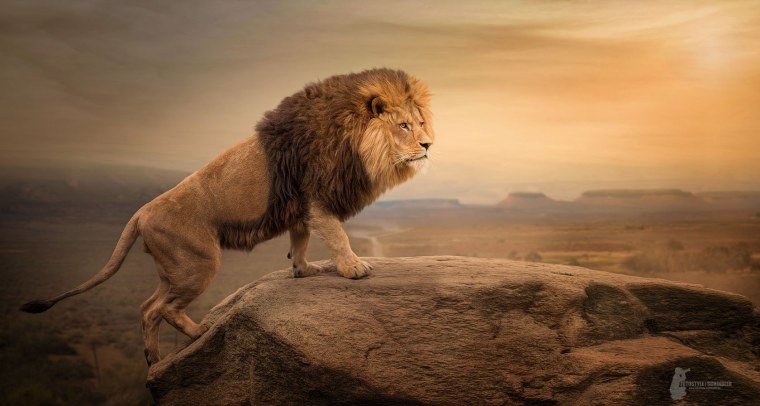 Лев на скале