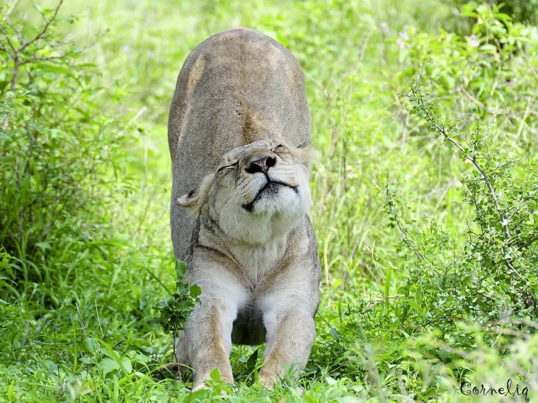 Ленивая львица