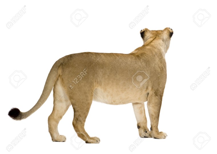 Лев сзади сидит