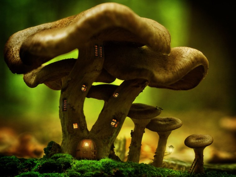 Грибы с подсветкой Мартина Пфистера