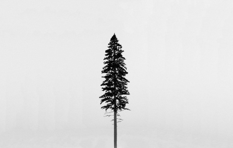 Изображение минималистичные растений