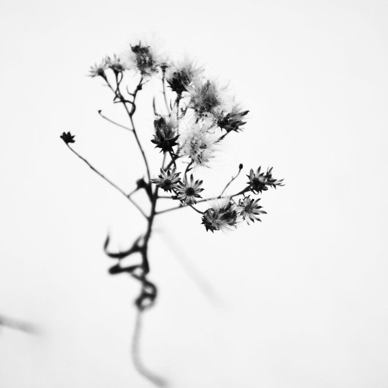 Цветы Минимализм для украшения