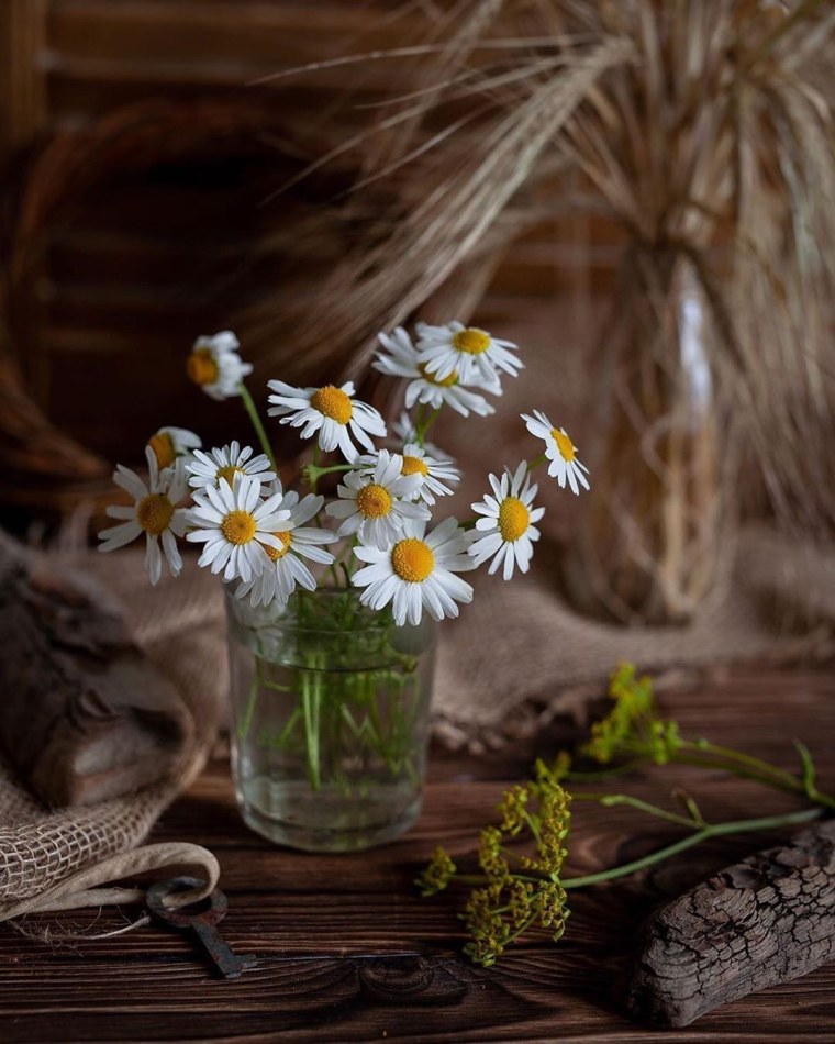 Ромашки вечером