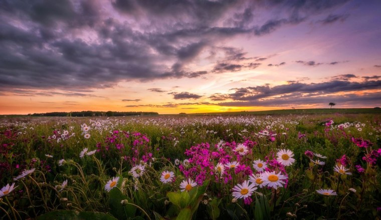Полевые цветы на закате