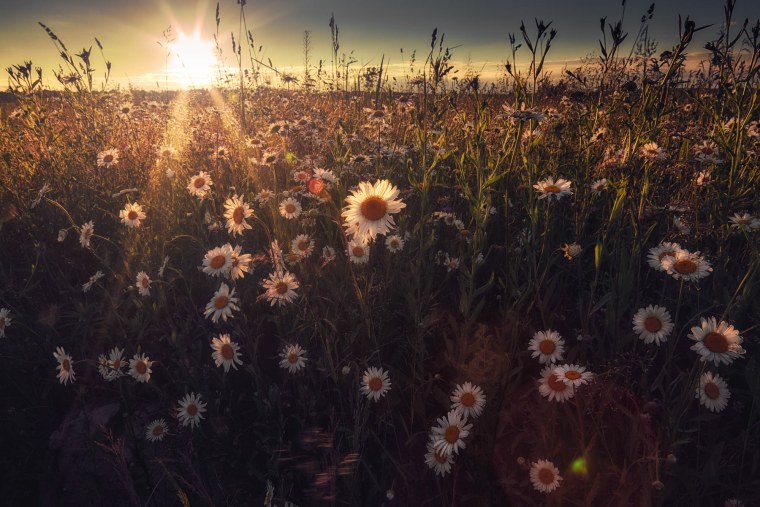 Добрый вечер ромашки