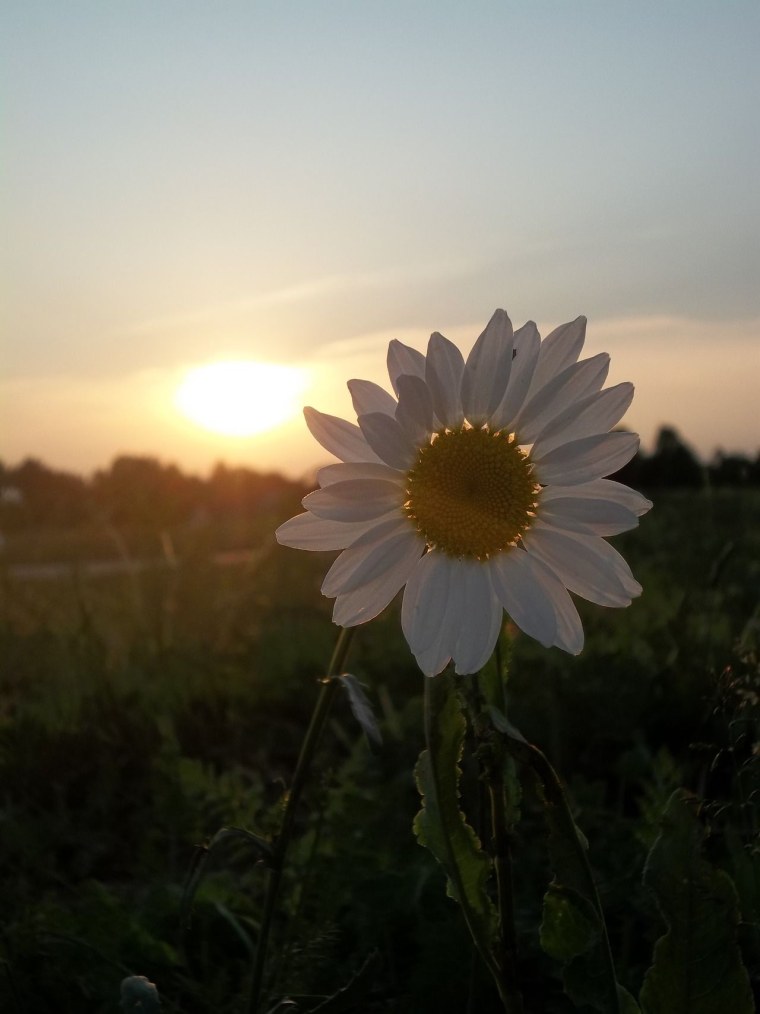 Поле с цветами Эстетика