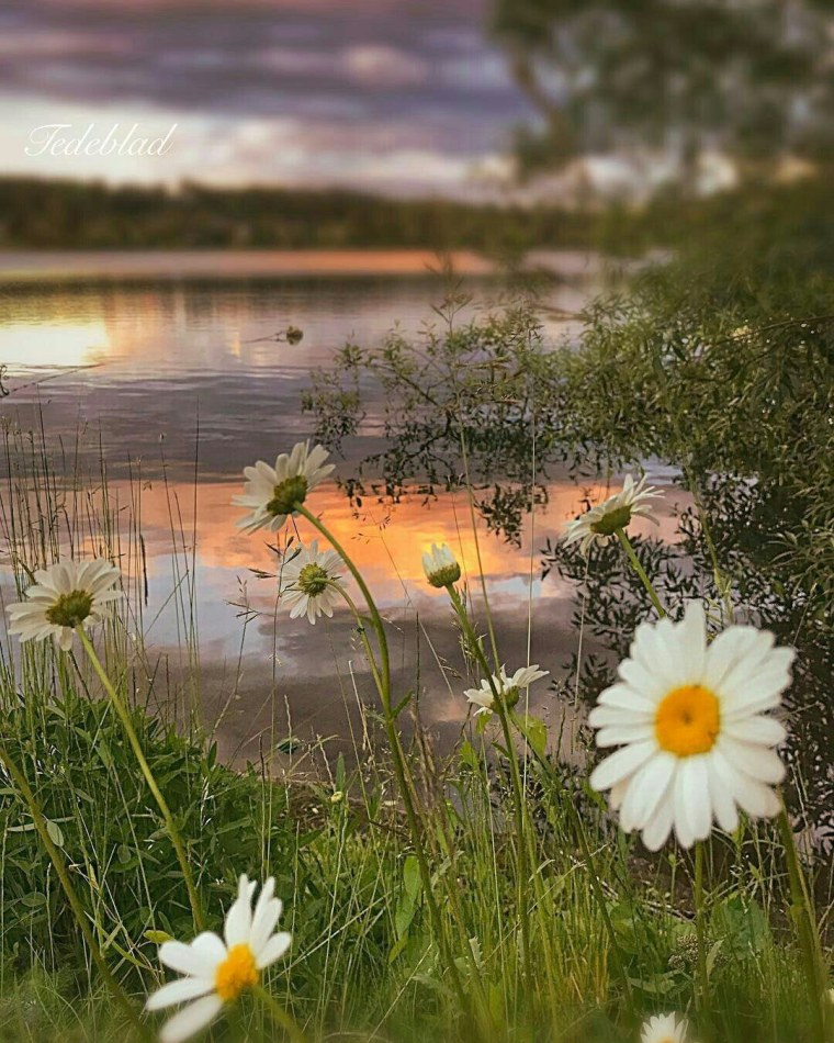 Букеты ромашек с пожеланиями