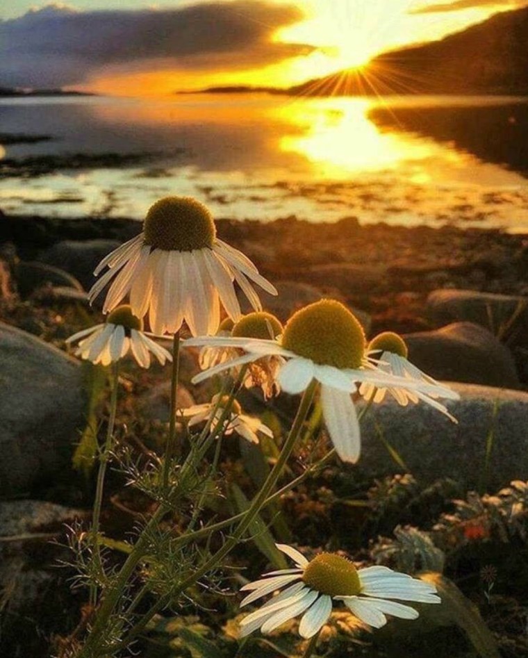 Ромашки на рассвете