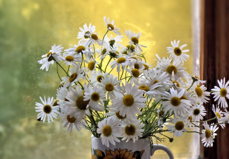 Ночной цветок