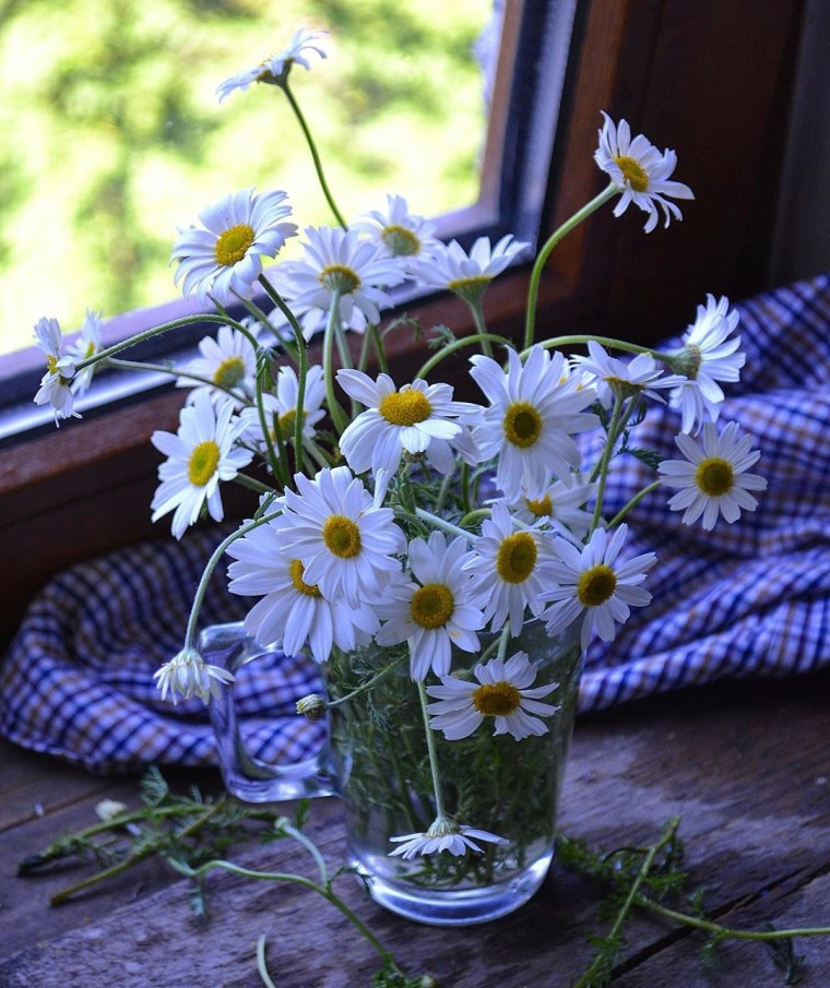 Ромашки Вдохновение