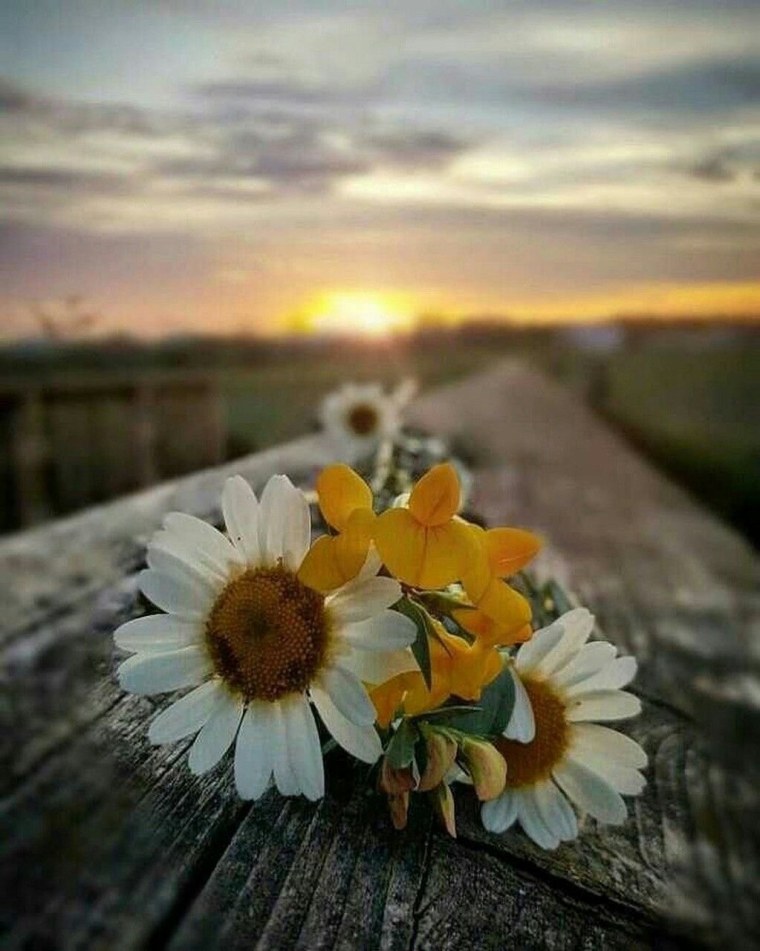 Ромашки на закате