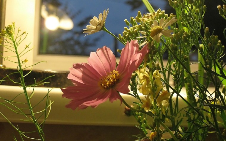 Луиза Гельтс ромашки