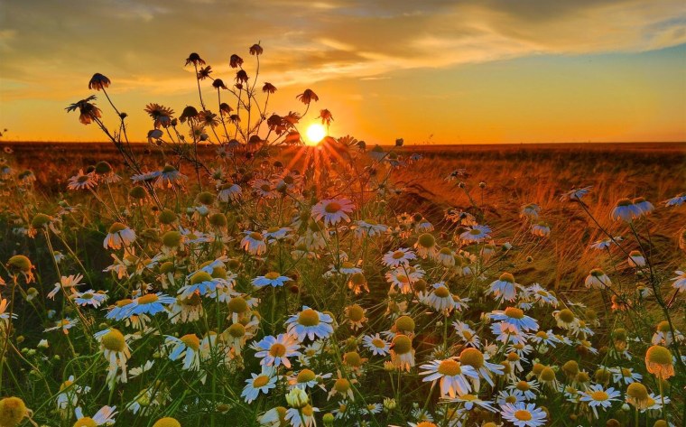 Ромашки на рассвете