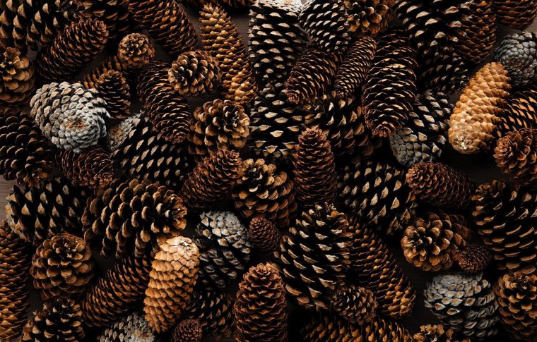 Шишки Эстетика