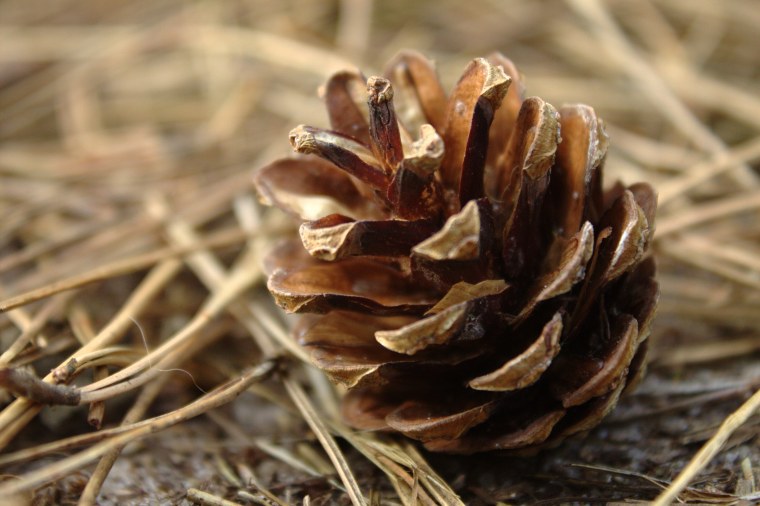 Сосновая шишка