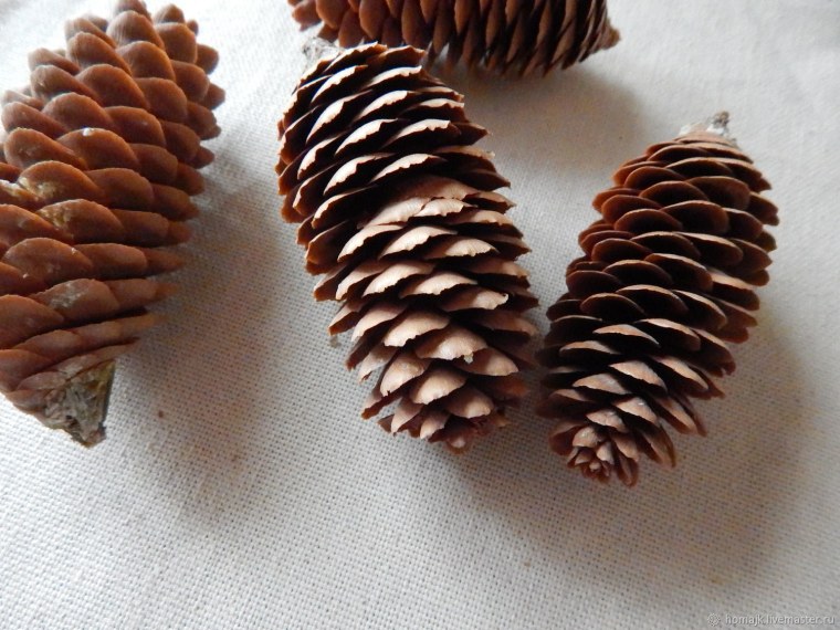 Сосна Пиния шишки