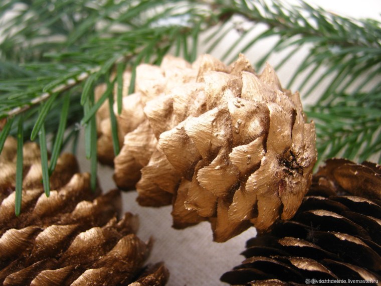 Шишки сосна сосна калабрийская