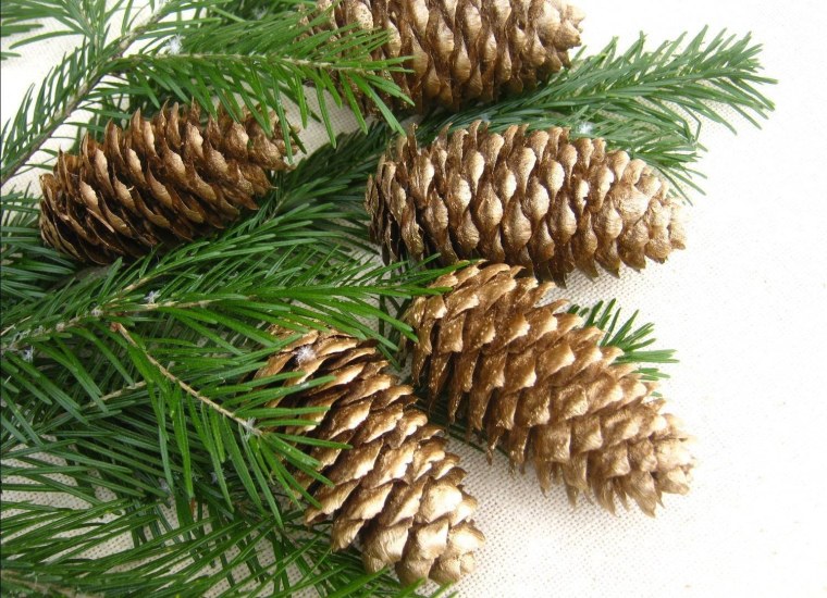 Конус Сосновая шишка