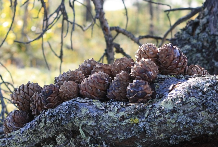 Пророщенная Кедровая шишка