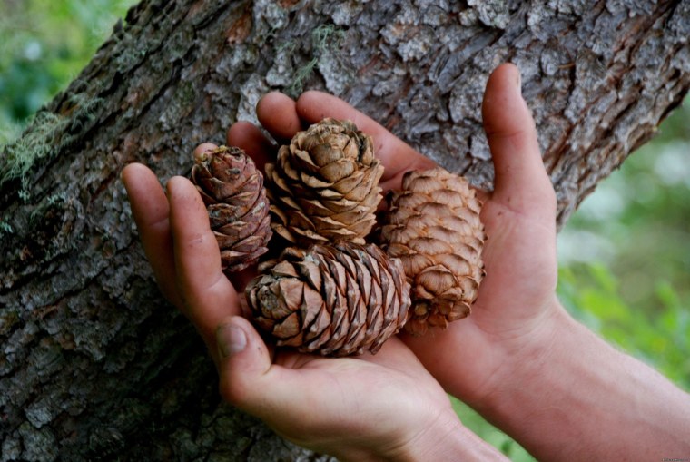 Много шишек