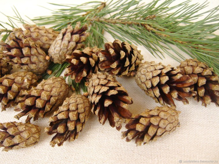 Шишка Еловая и Сосновая