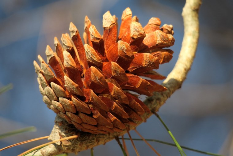 Сосновая шишка