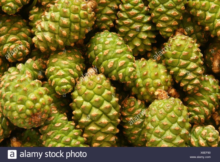 Кедр хвоя и шишки