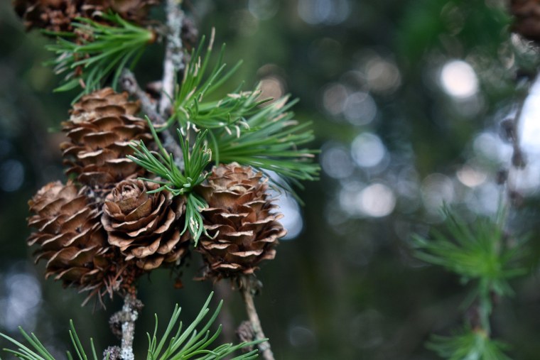 Сосновые шишки варенье