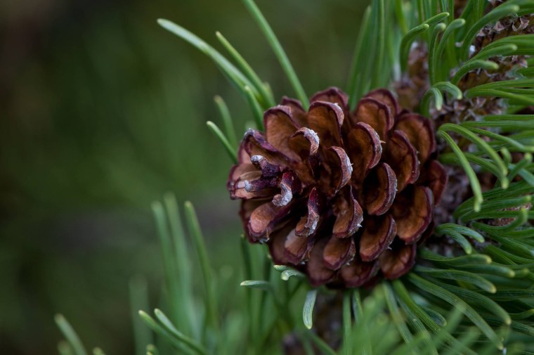 Сосна Пиния шишки