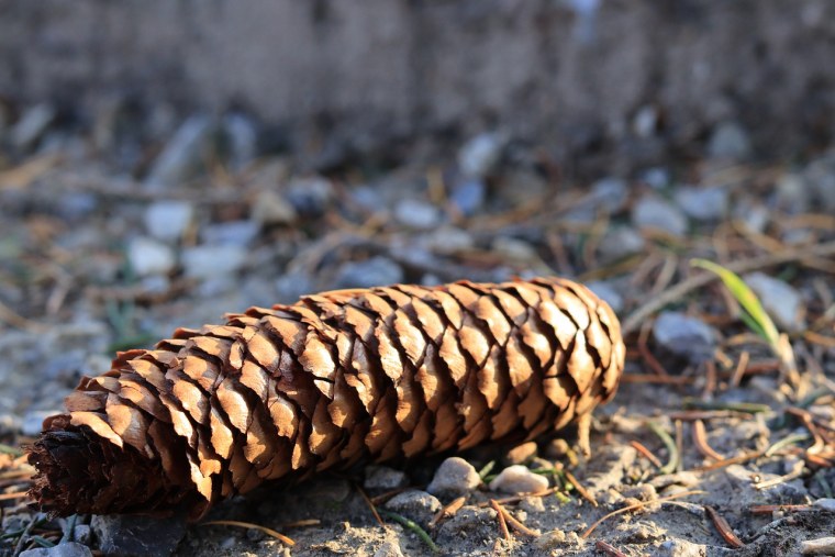 Сосновые соплодия