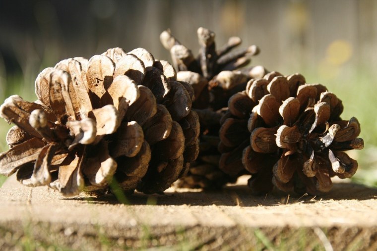 Из еловых шишек