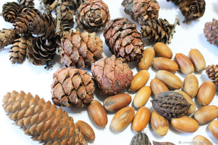 Еловая шишка