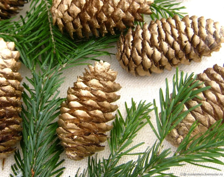 Шишки карельской сосны