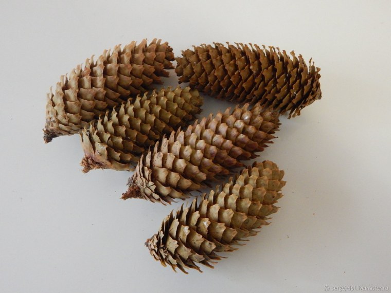 Сосна Коха шишки