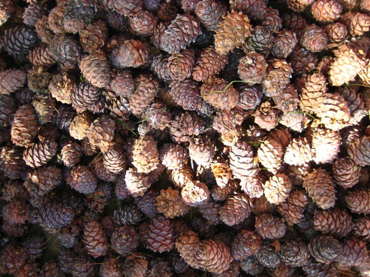 Сосна Пиния шишки