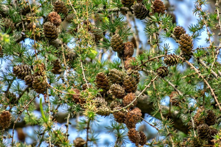 Чешуйка шишки сосны