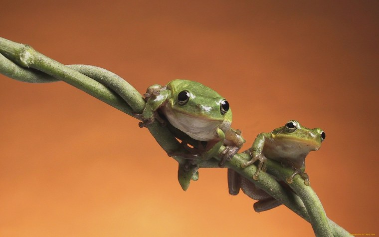 Лягушка на ветке