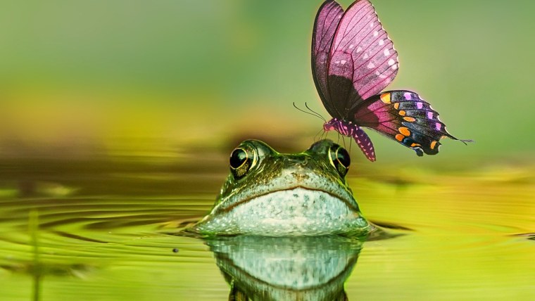 Обои с лягушками