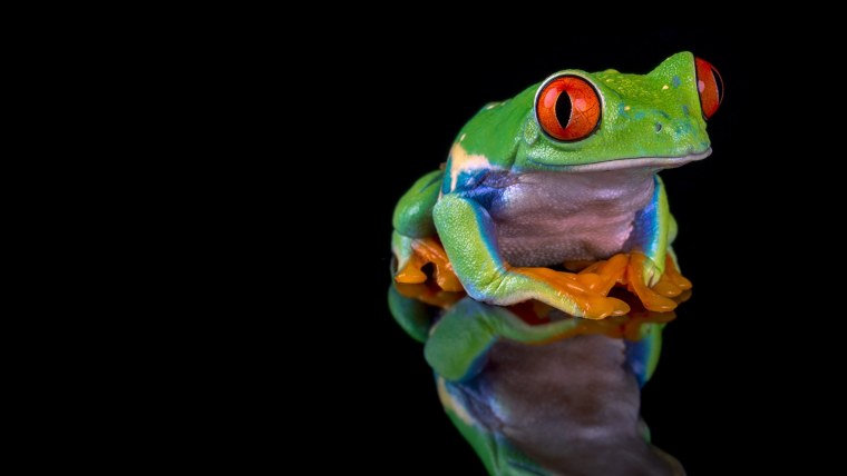 Квадратная лягушка