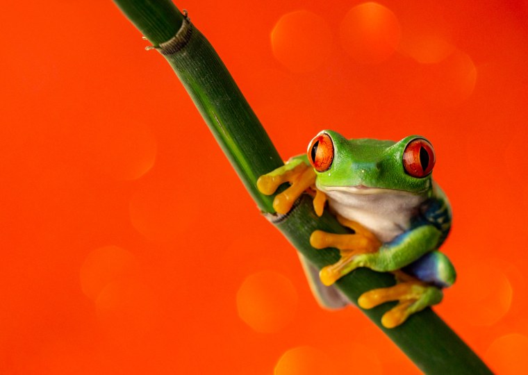 Лягушка хамелеон