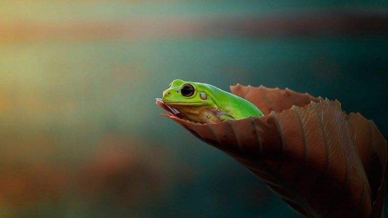 Лягушка на листочке