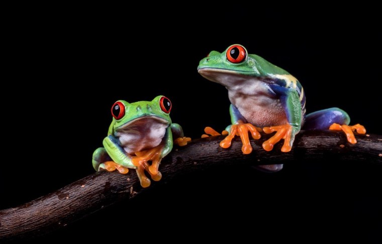 Лягушка Макросъемка