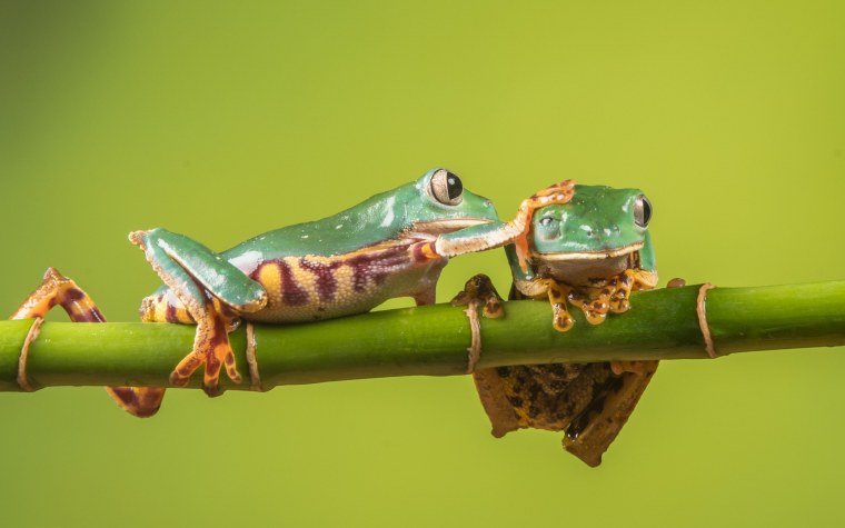 Лягушка на бамбуке