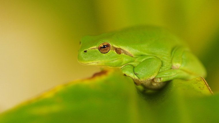 Лягушка на зеленом фоне