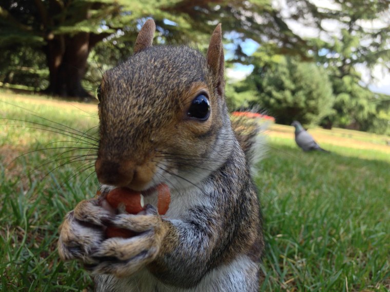 Забавные животные белки
