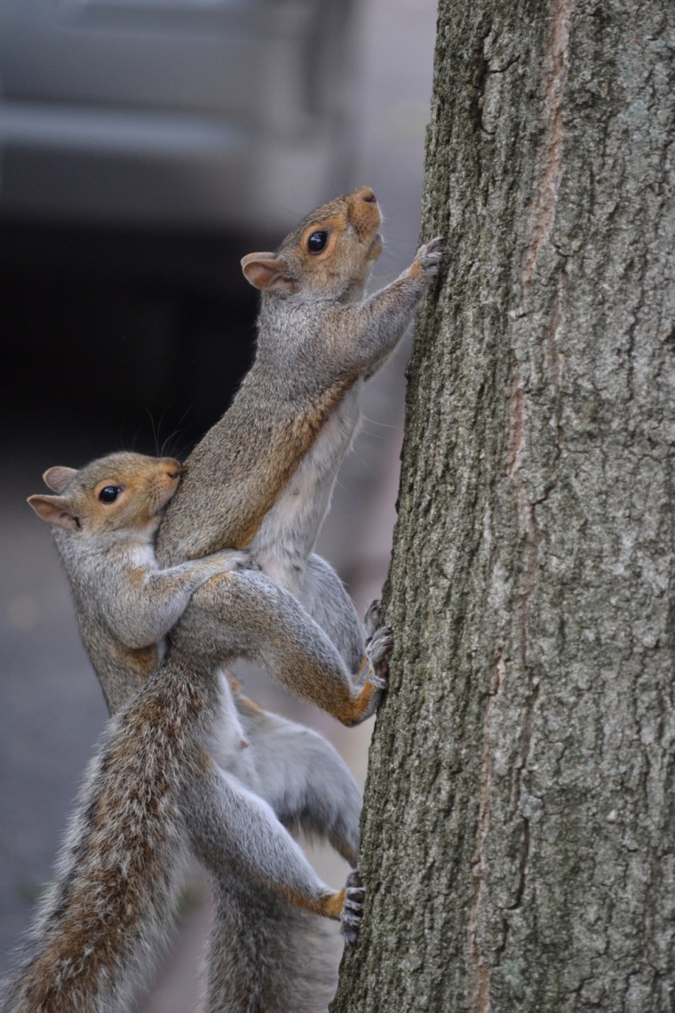 Прикольные белки