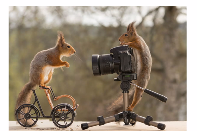 Смешные белки