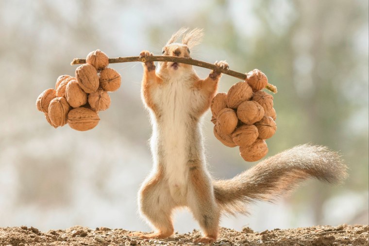 Гирт Вегген фотограф